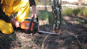 Reliable Hollister, CA Tree Services Solutions